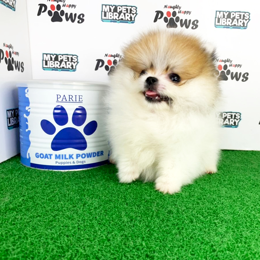 Pomeranian Puppy (Female) For Sale