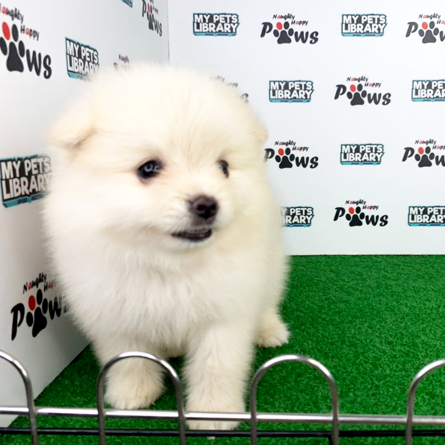 Pomeranian Puppy (Female) For Sale