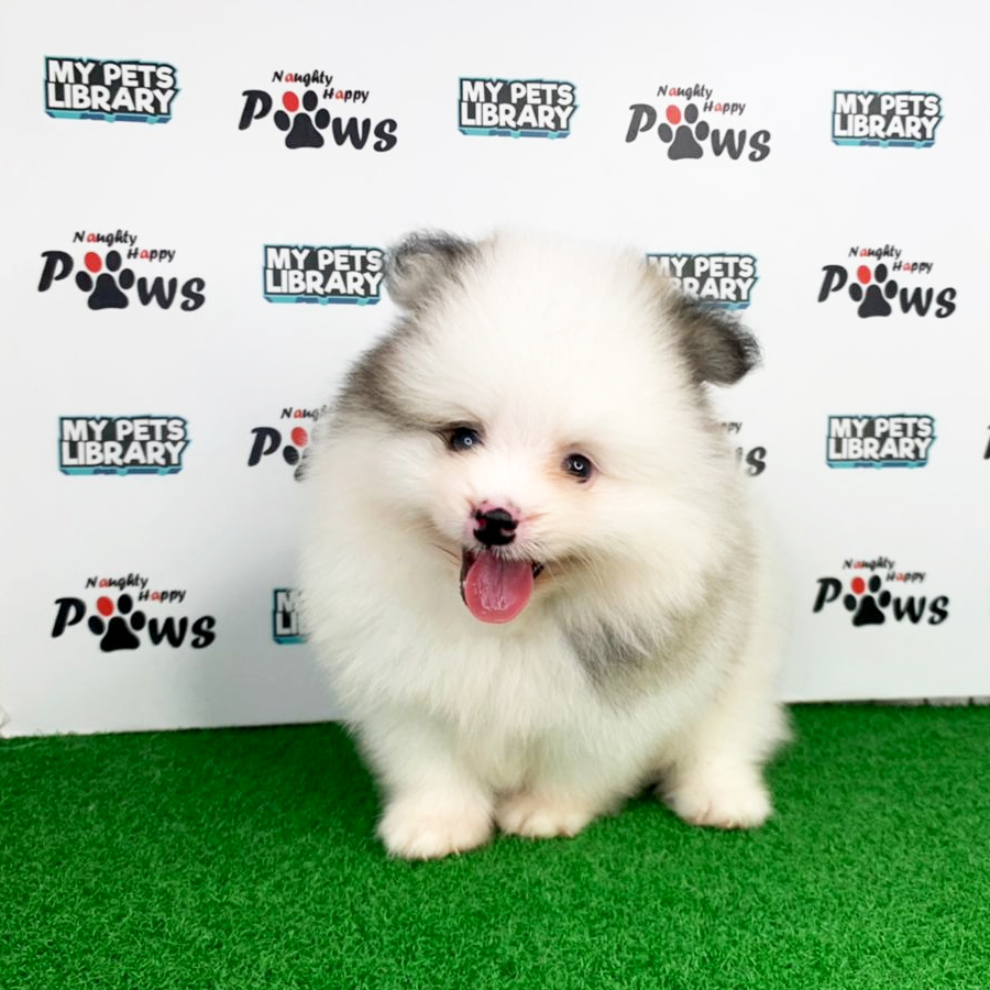 Pomeranian Puppy (Male) For Sale