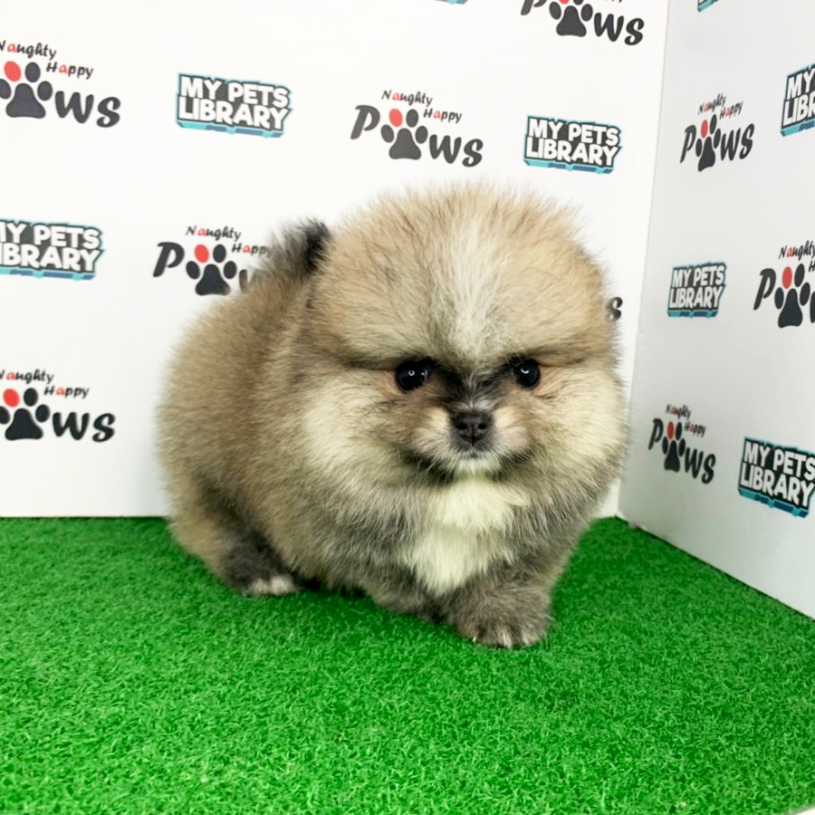 Pomeranian Puppy (Female) For Sale