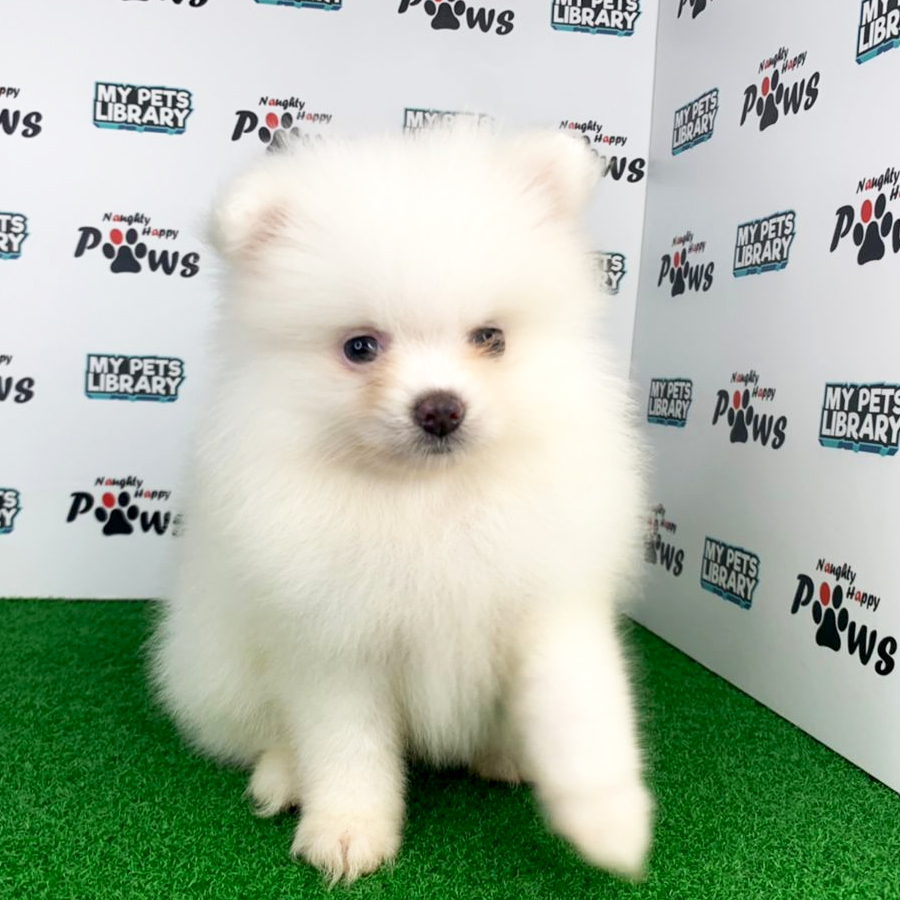 Pomeranian Puppy (Female) For Sale