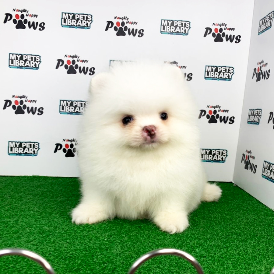 Pomeranian Puppy (Male) For Sale