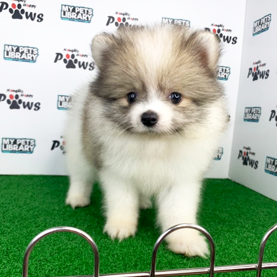 Pomeranian Puppy (Male) For Sale