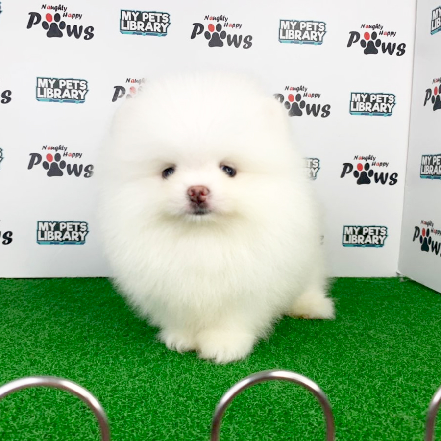 Pomeranian Puppy (Male) For Sale