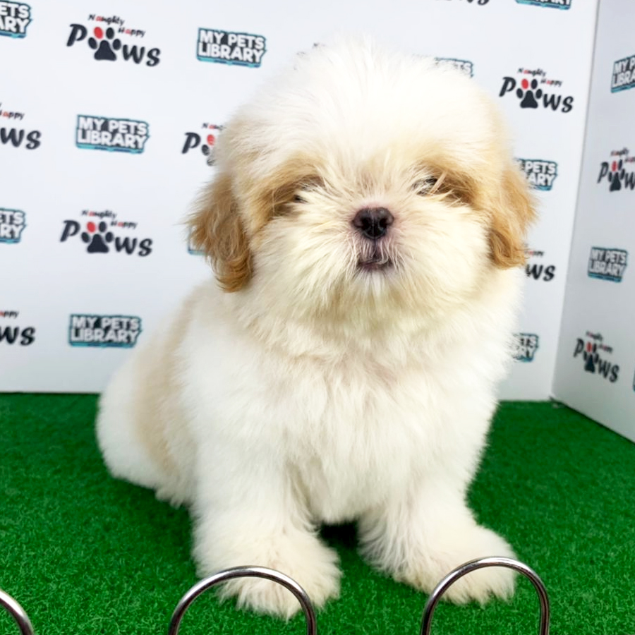 Shih Tzu Puppy (Female) For Sale