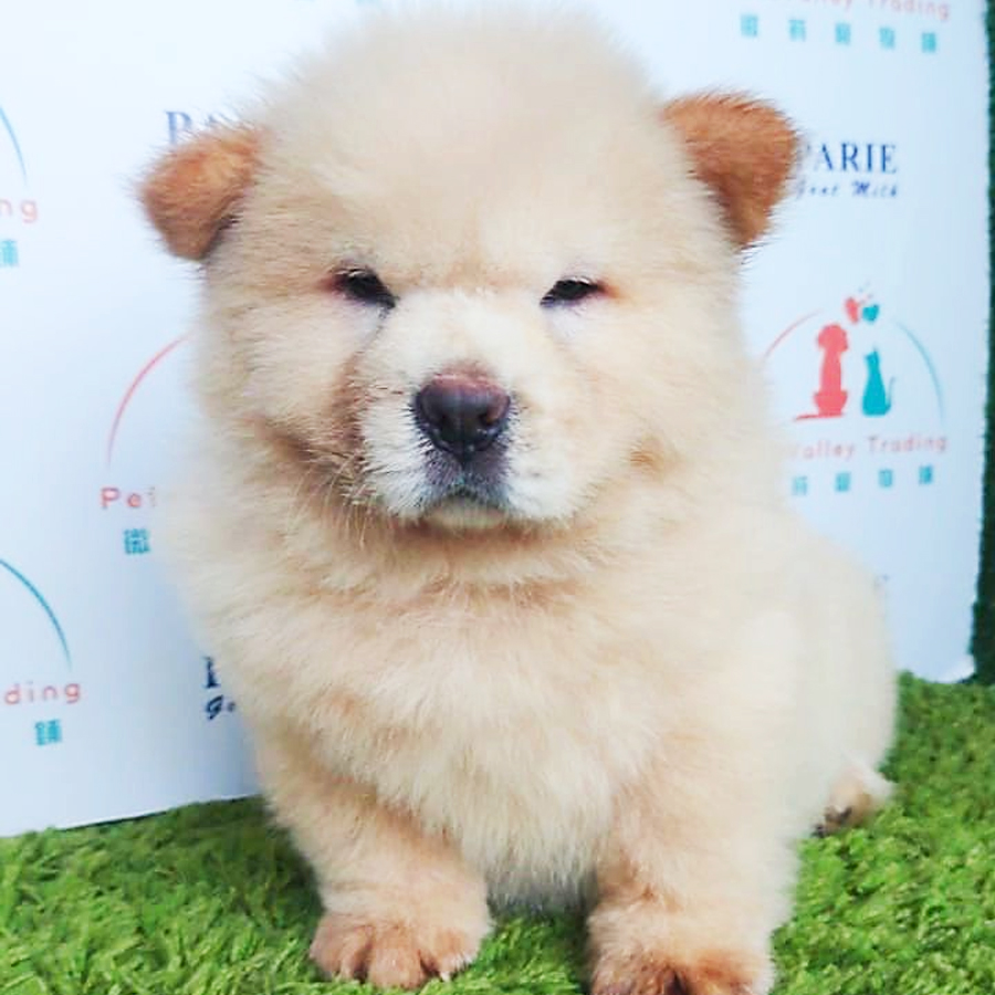 Chow Chow Puppy (Female) For Sale