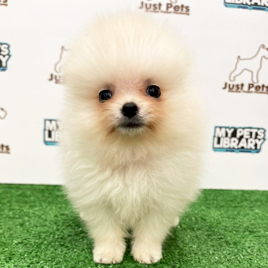 MKA Tiny Pomeranian Puppy (Male) For Sale