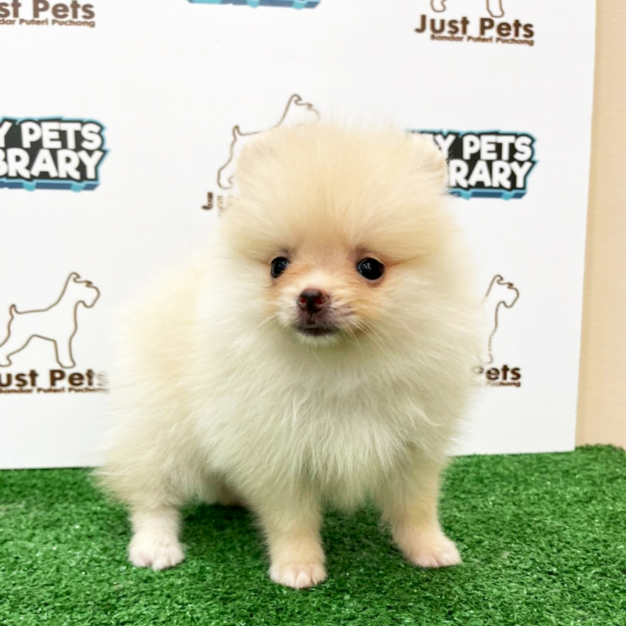 MKA Tiny Pomeranian Puppy (Female) For Sale