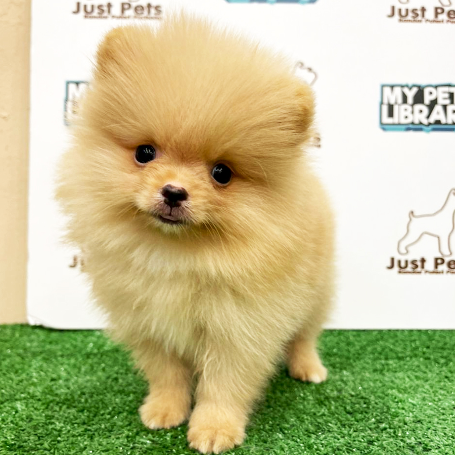 MKA Pomeranian Puppy (Male) For Sale