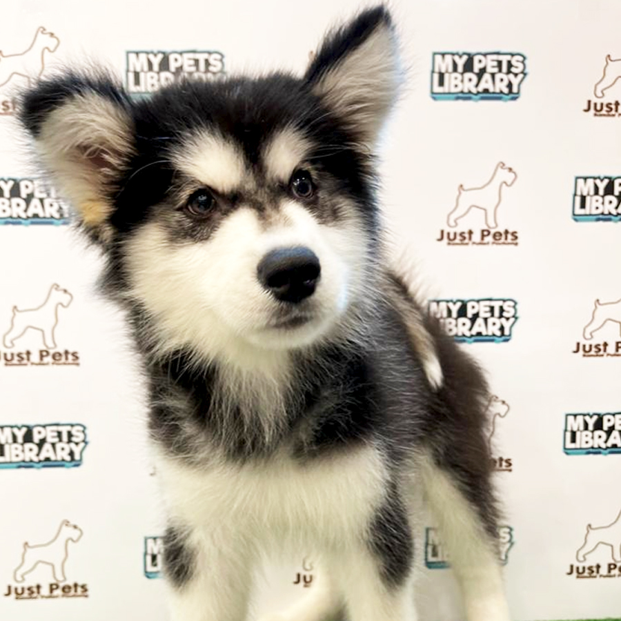Indonesia Imported Alaskan Malamute Puppy (Male) For Sale