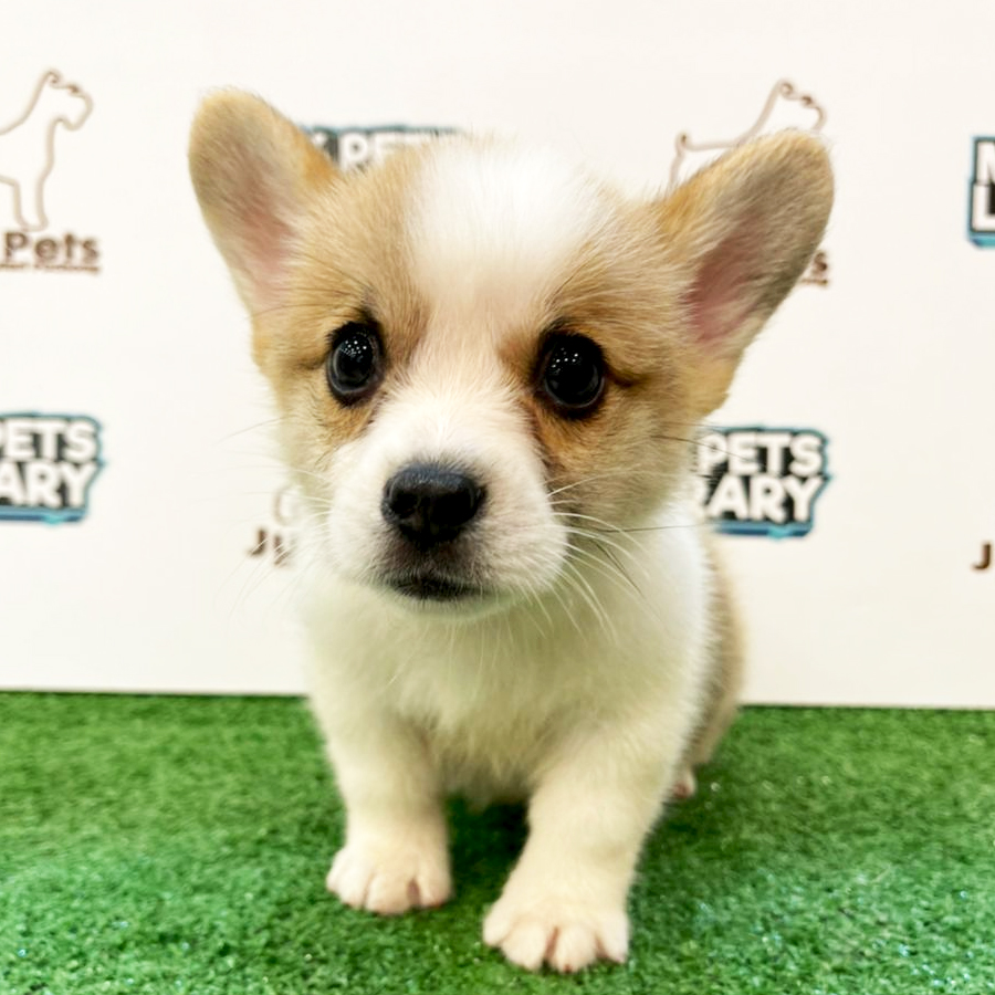 Taiwan Imported Welsh Corgi Puppy (Male) For Sale