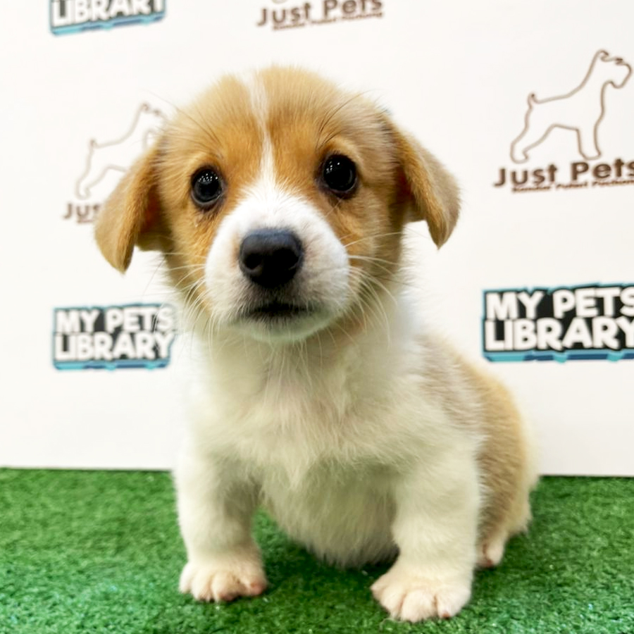 Taiwan Imported Welsh Corgi Puppy (Female) For Sale