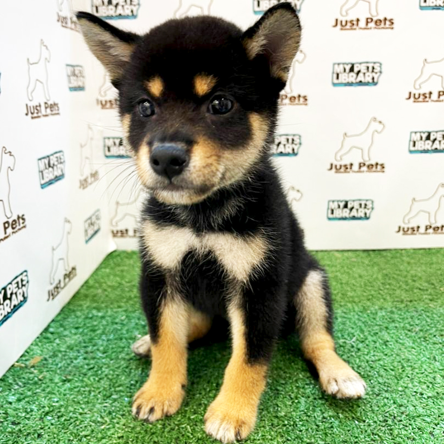 Taiwan Imported Shiba Inu Puppy (Female) For Sale