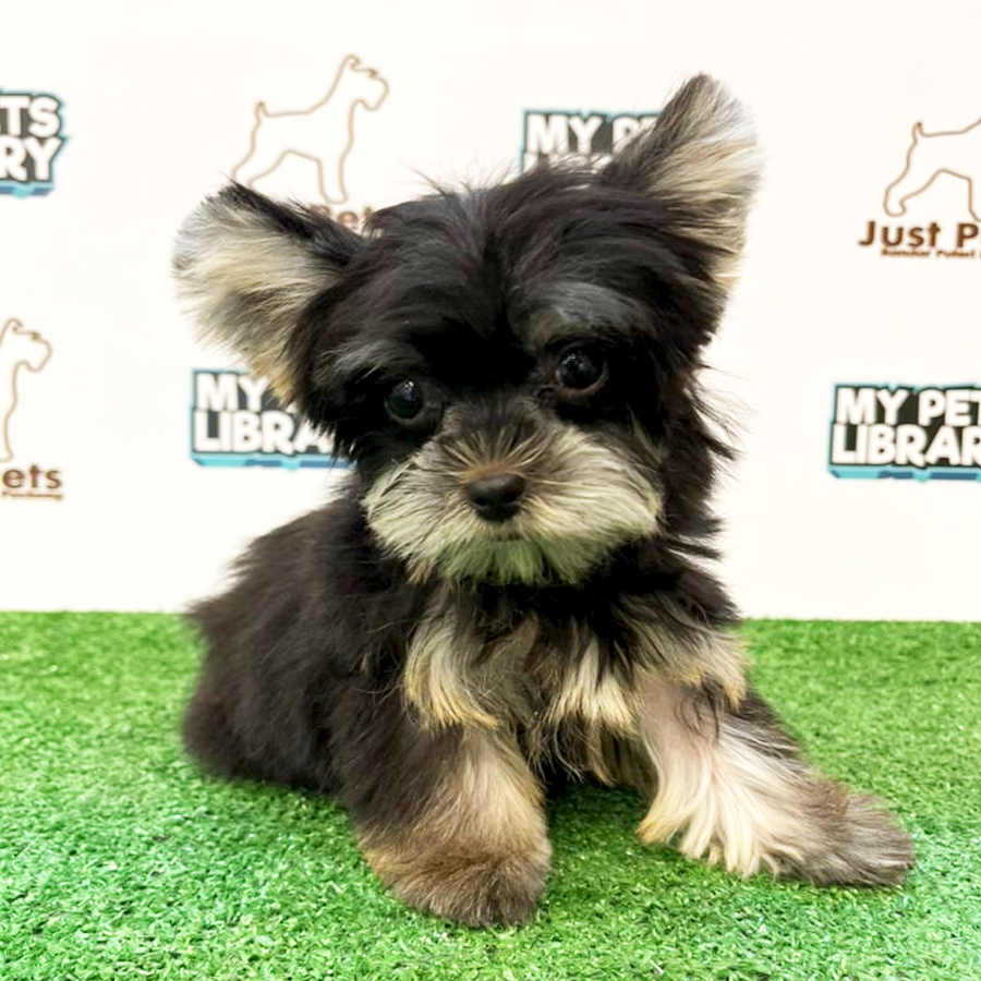 Taiwan Imported Yorkshire Terrier Puppy (Male) For Sale