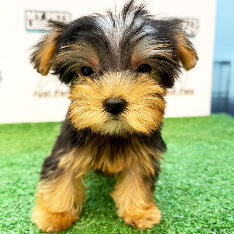 Taiwan Imported Yorkshire Terrier Puppy (Female) For Sale