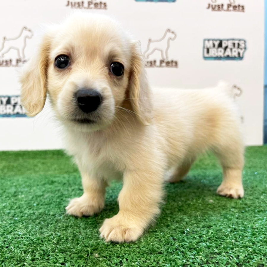 Taiwan Imported Dachshund Puppy (Female) For Sale