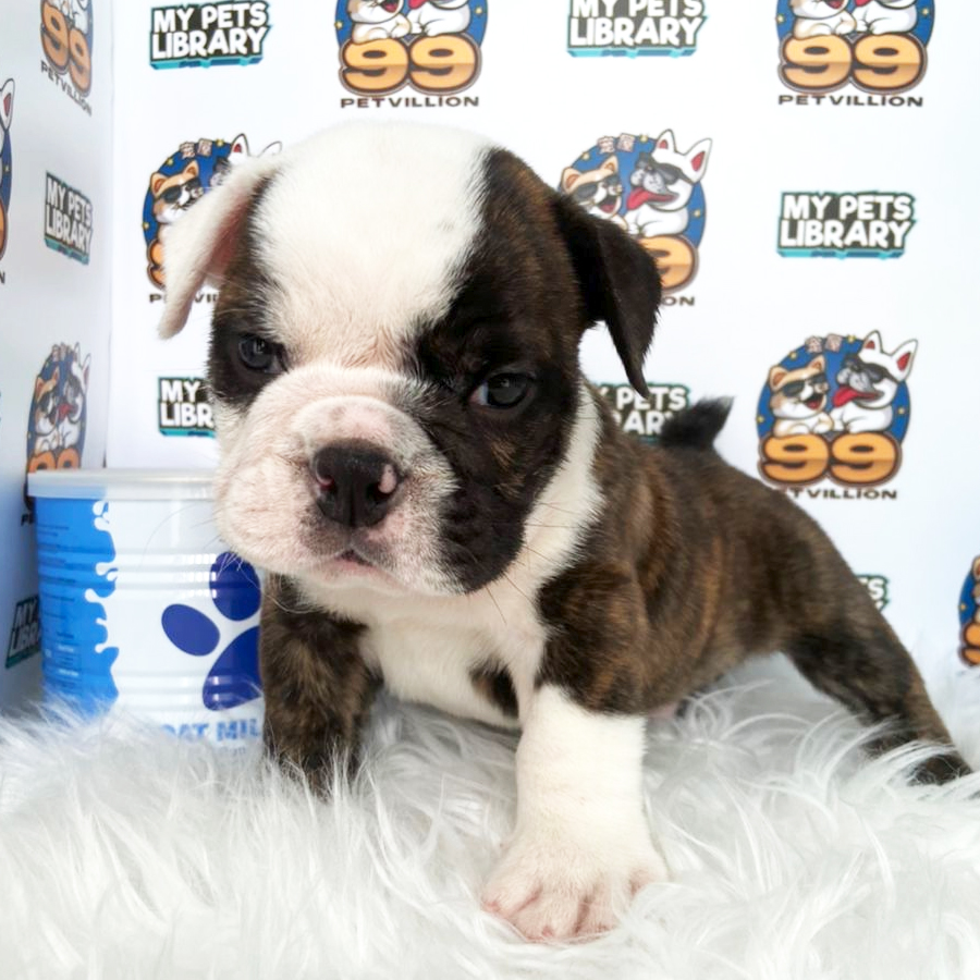 English Bulldog Puppy (Male) For Sale