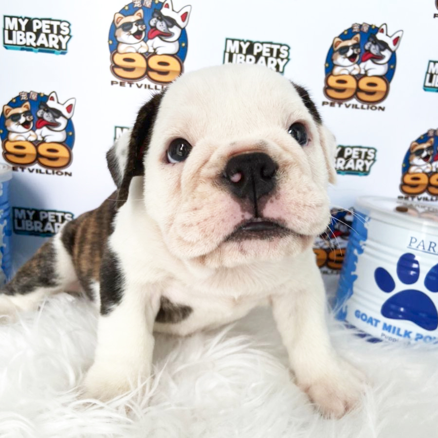 English Bulldog Puppy (Female) For Sale