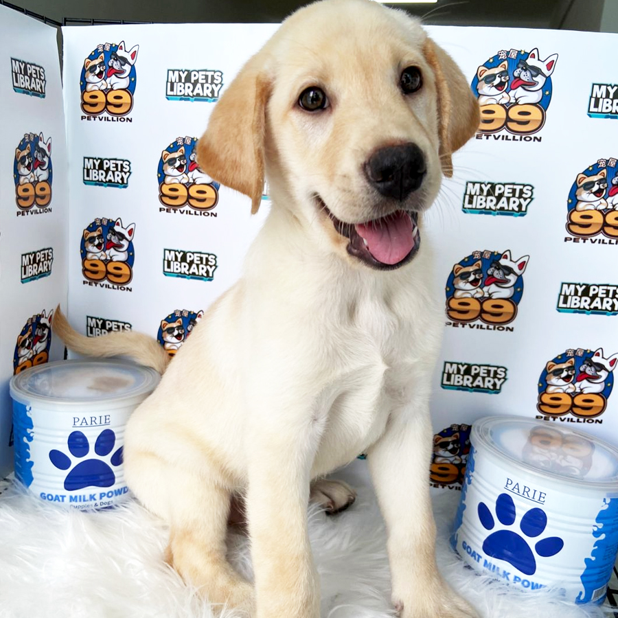 Labrador Puppy (Male) For Sale