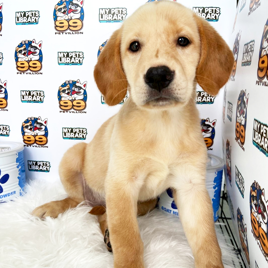 Labrador Puppy (Female) For Sale