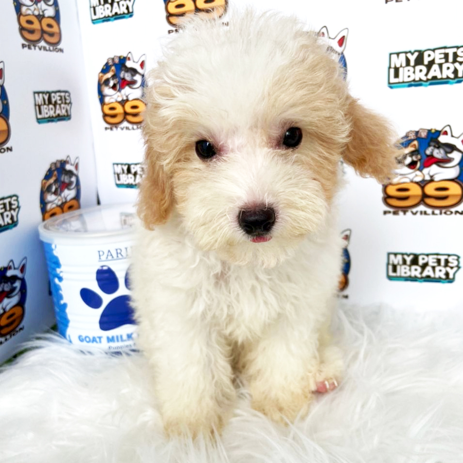 Maltipoo Puppy (Female) For Sale