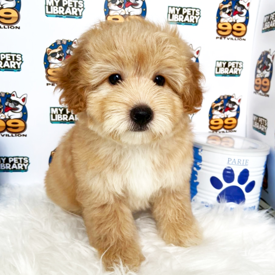 Maltipoo Puppy (Male) For Sale