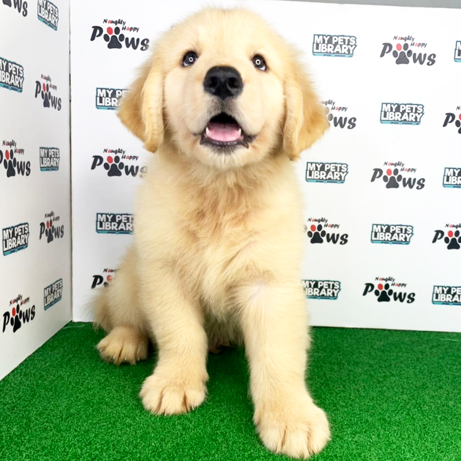 Golden Retriever Puppy (Male) For Sale