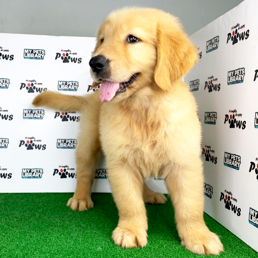 Golden Retriever Puppy (Male) For Sale