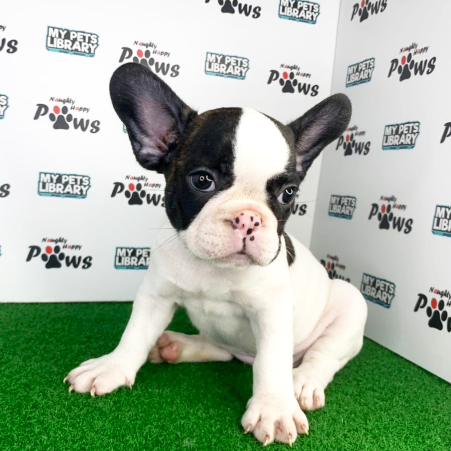 French Bulldog Puppy (Female) For Sale