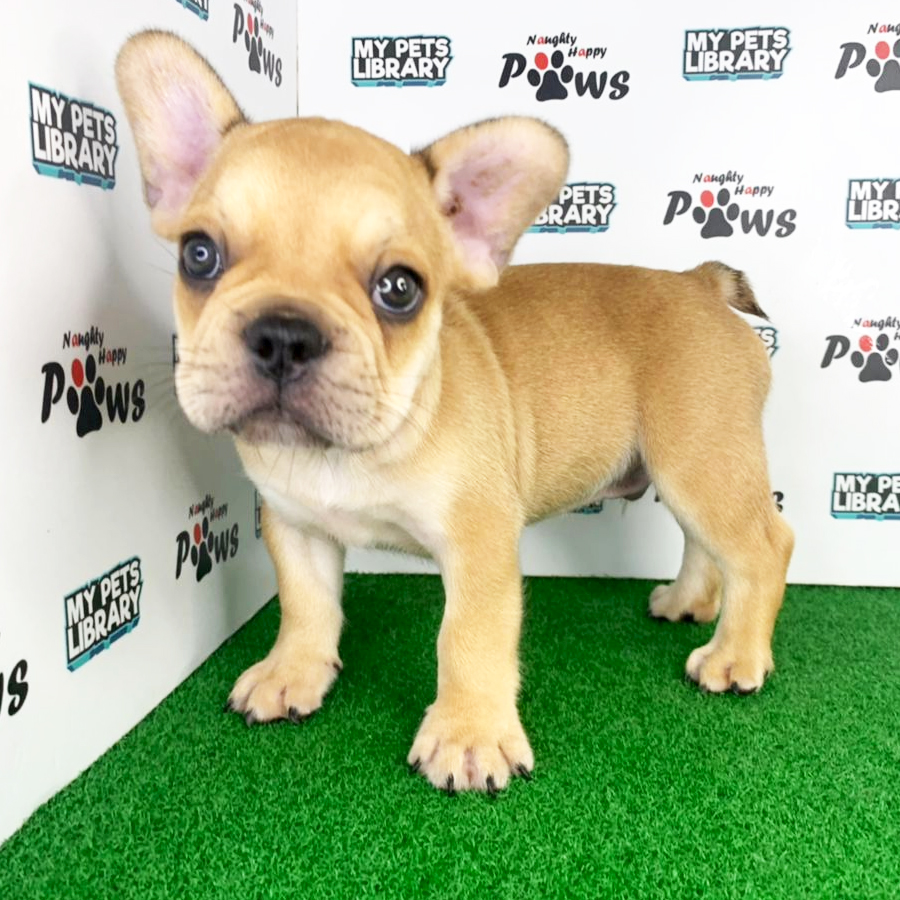 French Bulldog Puppy (Male) For Sale