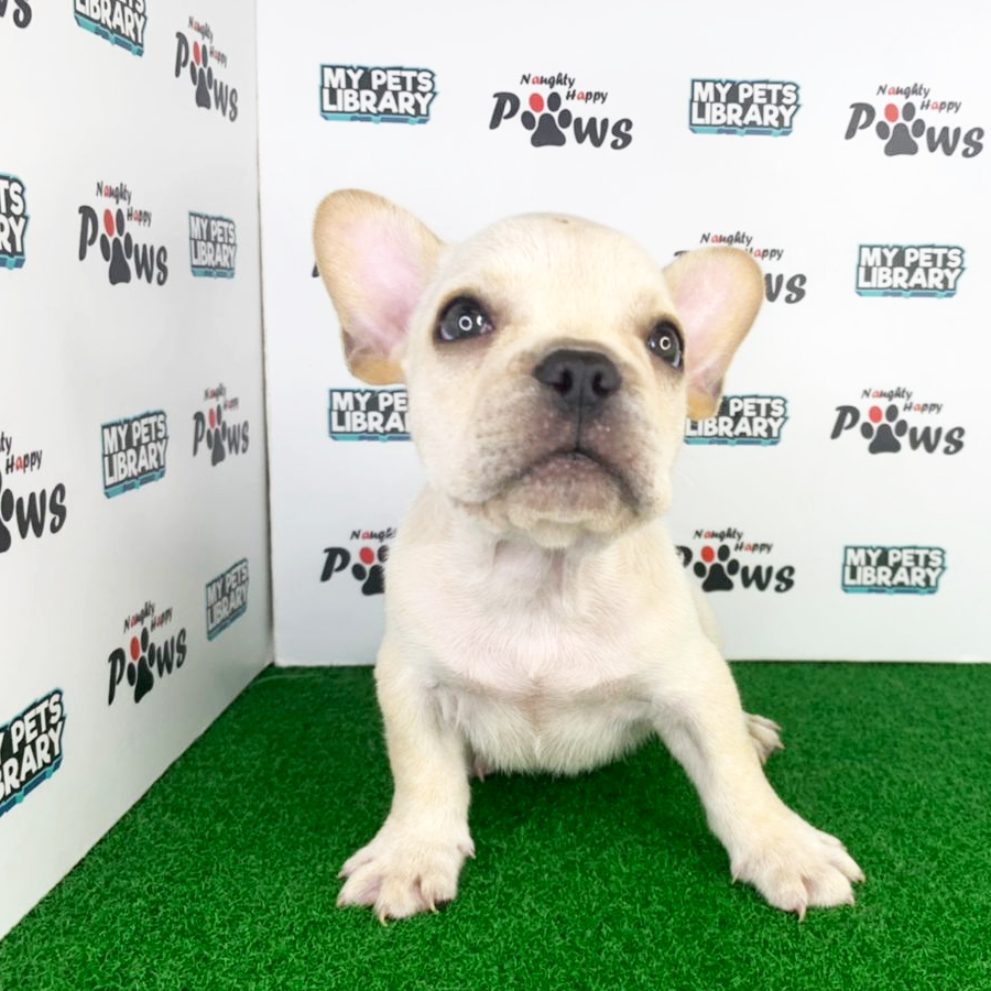 French Bulldog Puppy (Male) For Sale