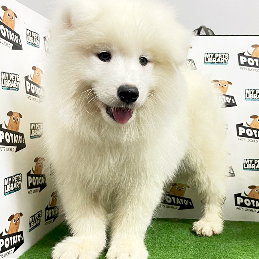 Samoyed Puppy (Male) For Sale