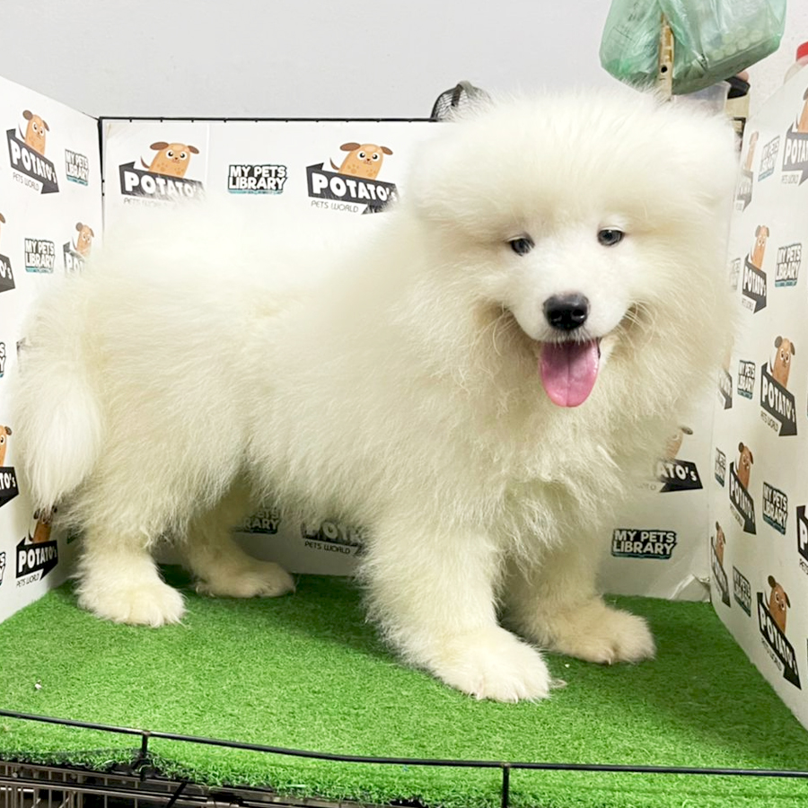 Samoyed Puppy (Female) For Sale