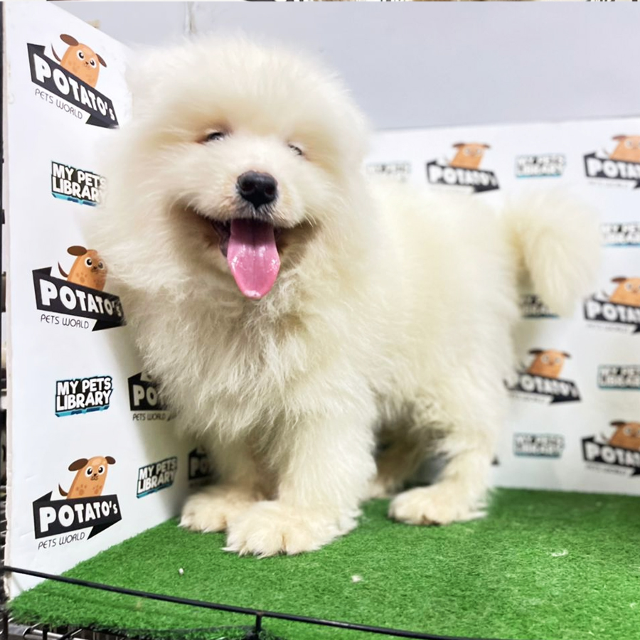Samoyed Puppy (Male) For Sale