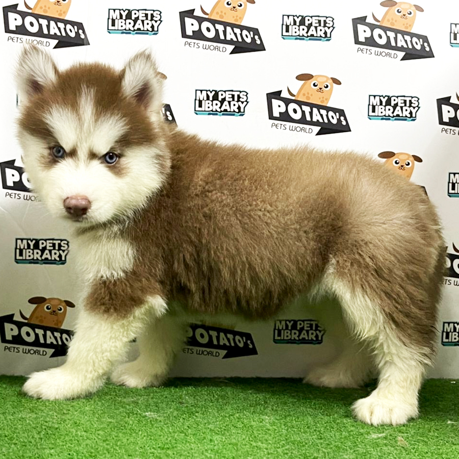 Wooly Husky Puppy (Female) For Sale