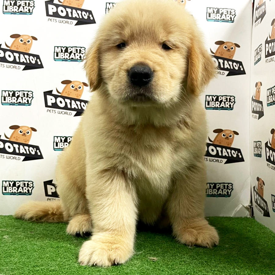 Golden Retriever Puppy (Female) For Sale