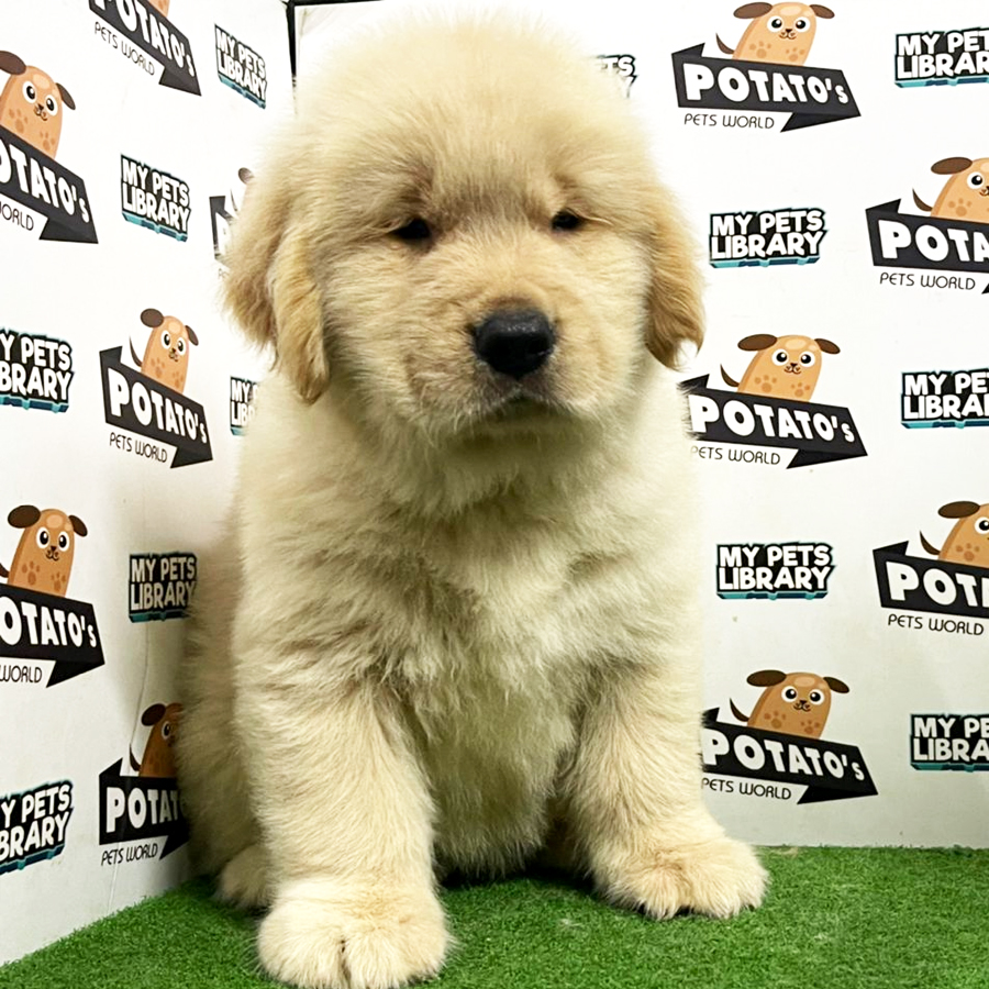Golden Retriever Puppy (Male) For Sale