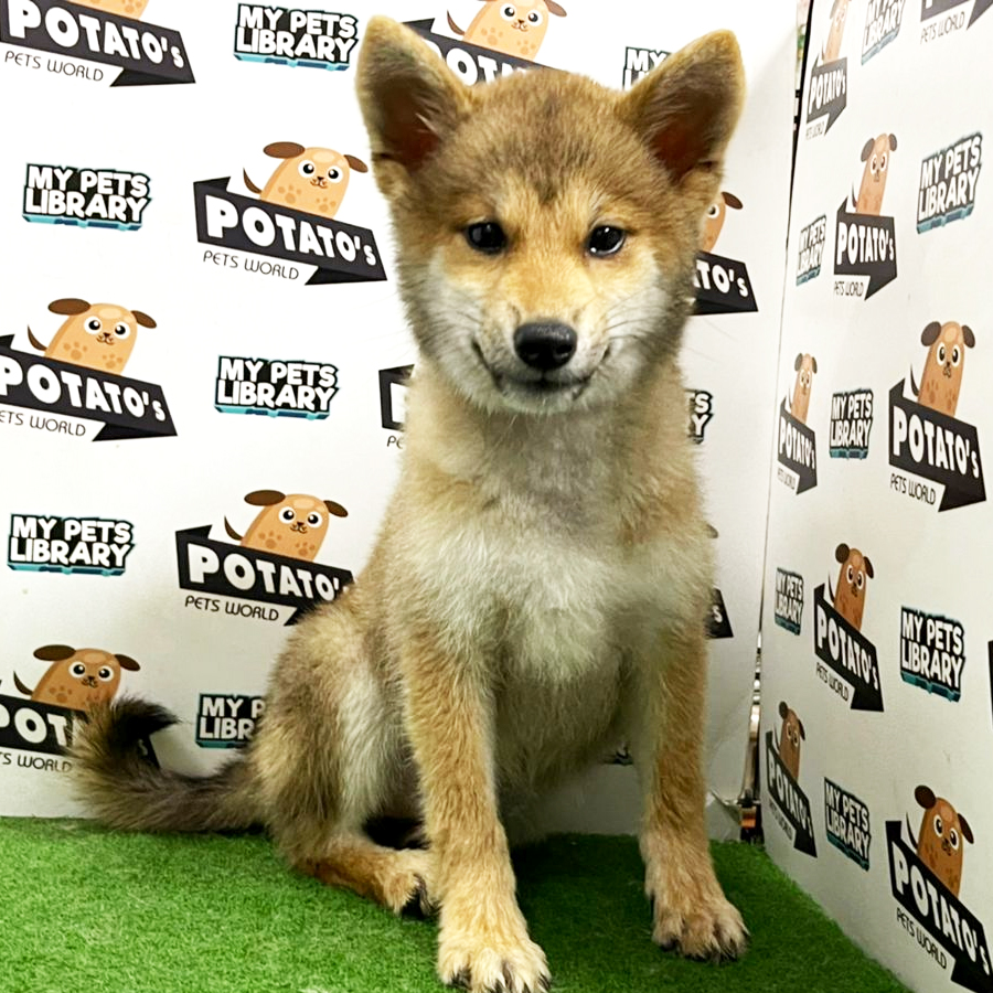 Shiba Inu Puppy (Female) For Sale