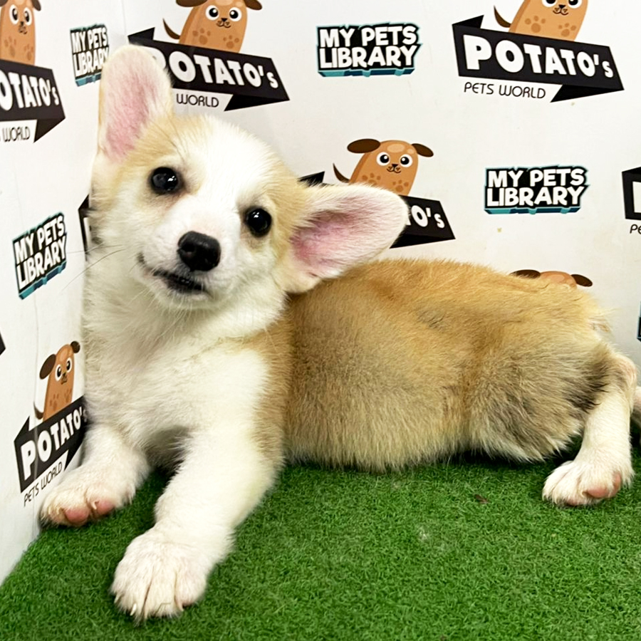 Welsh Corgi Puppy (Female) For Sale