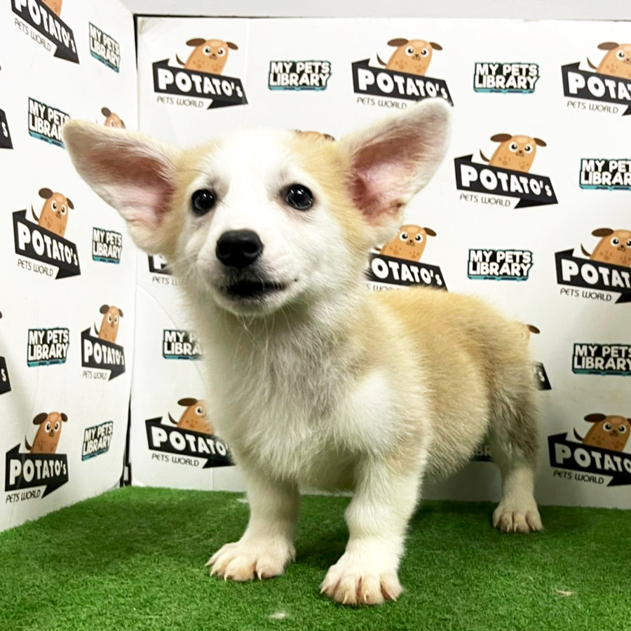 Welsh Corgi Puppy (Male) For Sale
