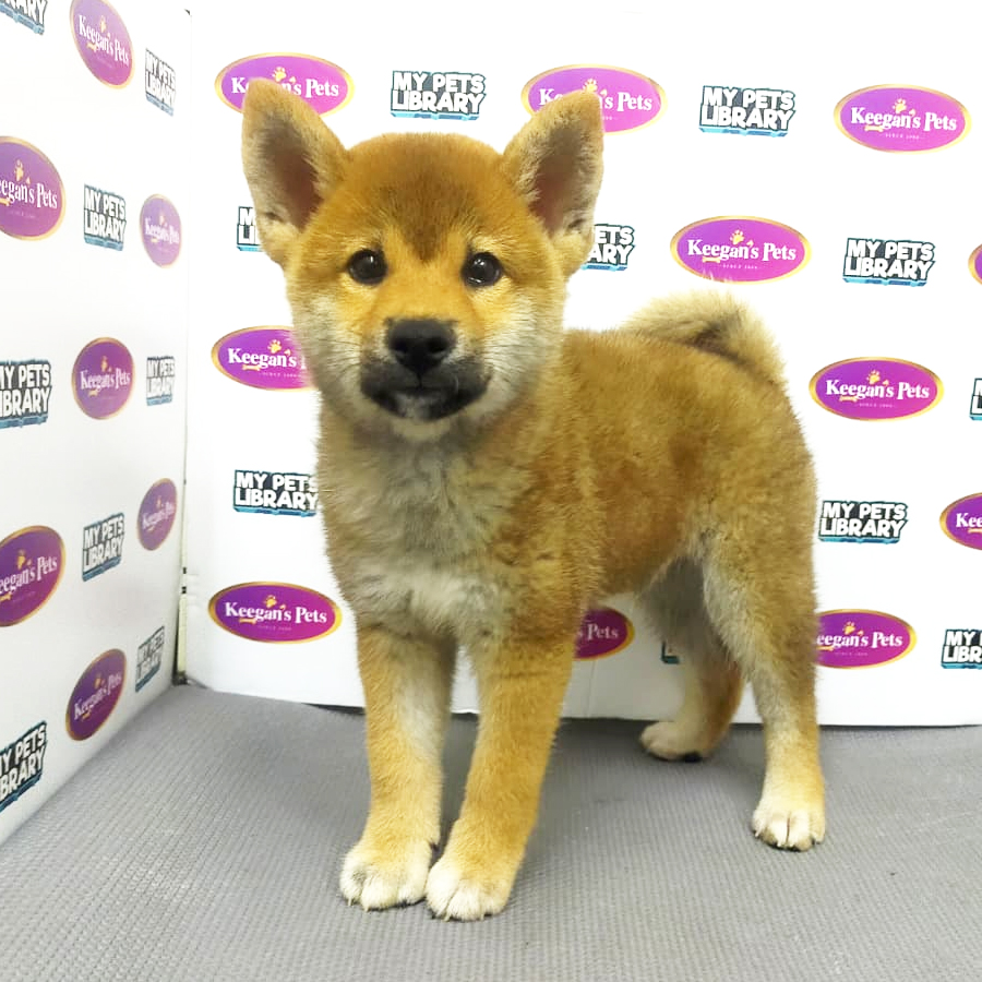 MKA Shiba Inu Puppy (Male) For Sale