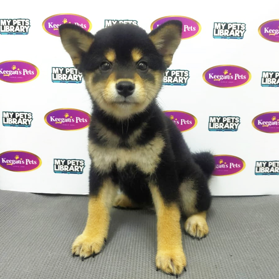 MKA Shiba Inu Puppy (Female) For Sale