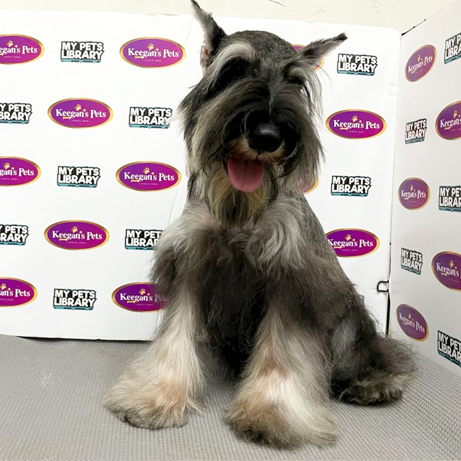 MKA Miniature Schnauzer Puppy (Male) For Sale