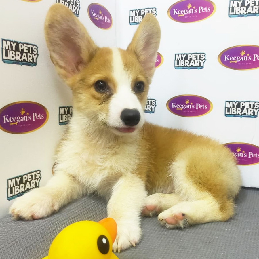 MKA Pembroke Welsh Corgi Puppy (Male) For Sale