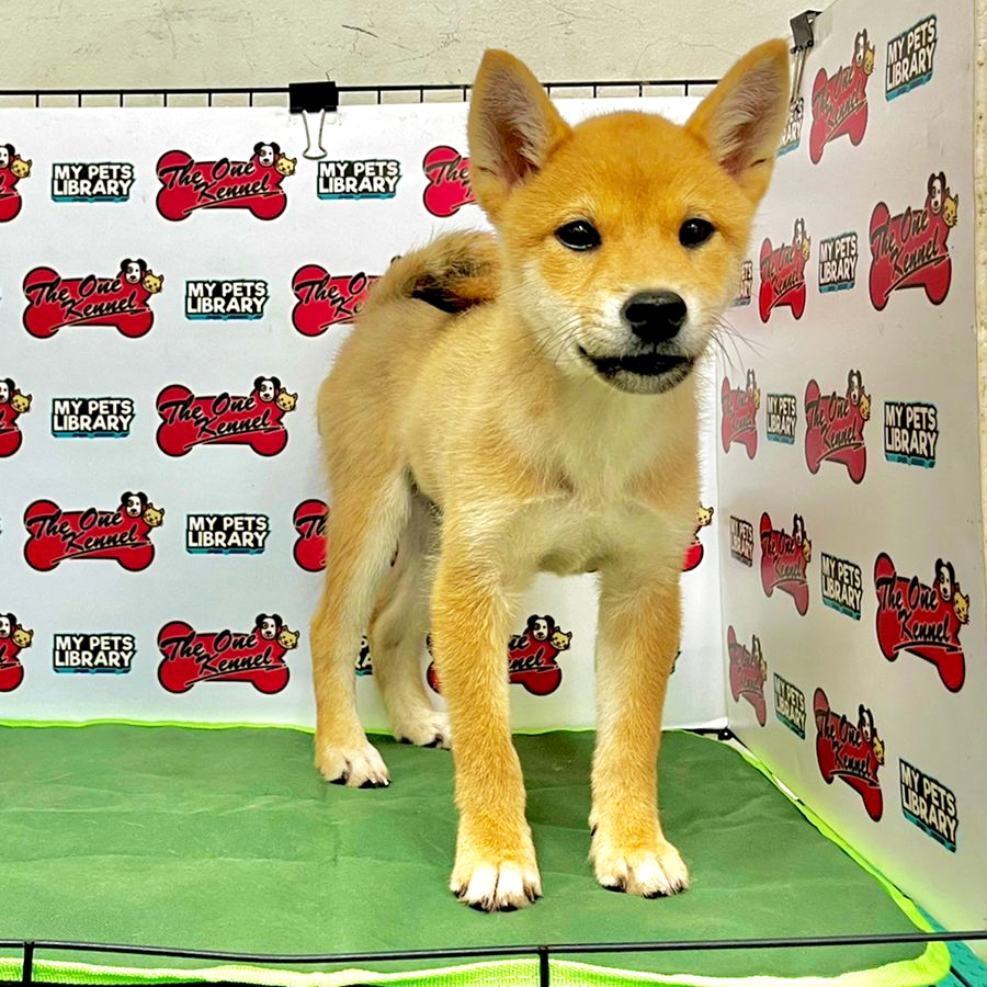 MKA Shiba Inu Puppy (Male) For Sale