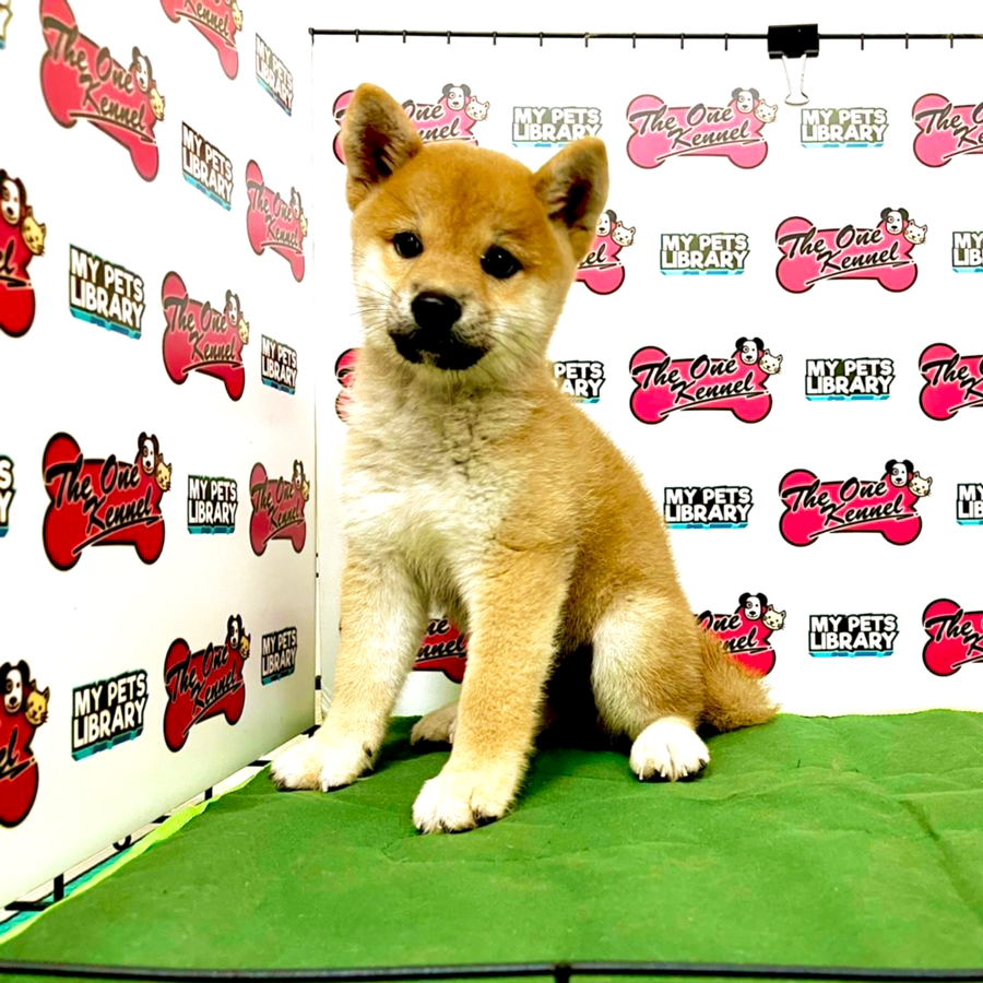 MKA Shiba Inu Puppy (Female) For Sale