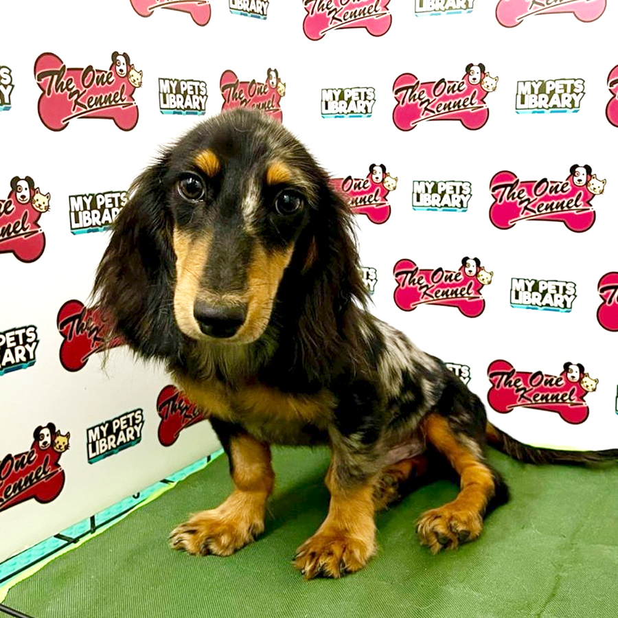 MKA Long Coat Dachshund Puppy (Male) For Sale