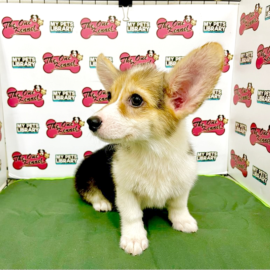 MKA Pembroke Welsh Corgi Puppy (Female) For Sale