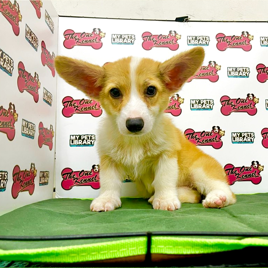 MKA Pembroke Welsh Corgi Puppy (Female) For Sale