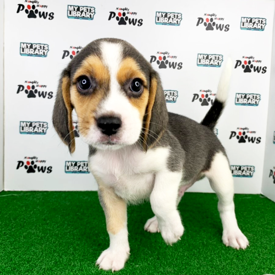 Beagle Puppy (Male) For Sale